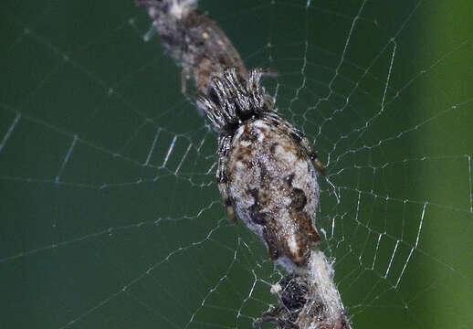 Image of Trashline orbweaver