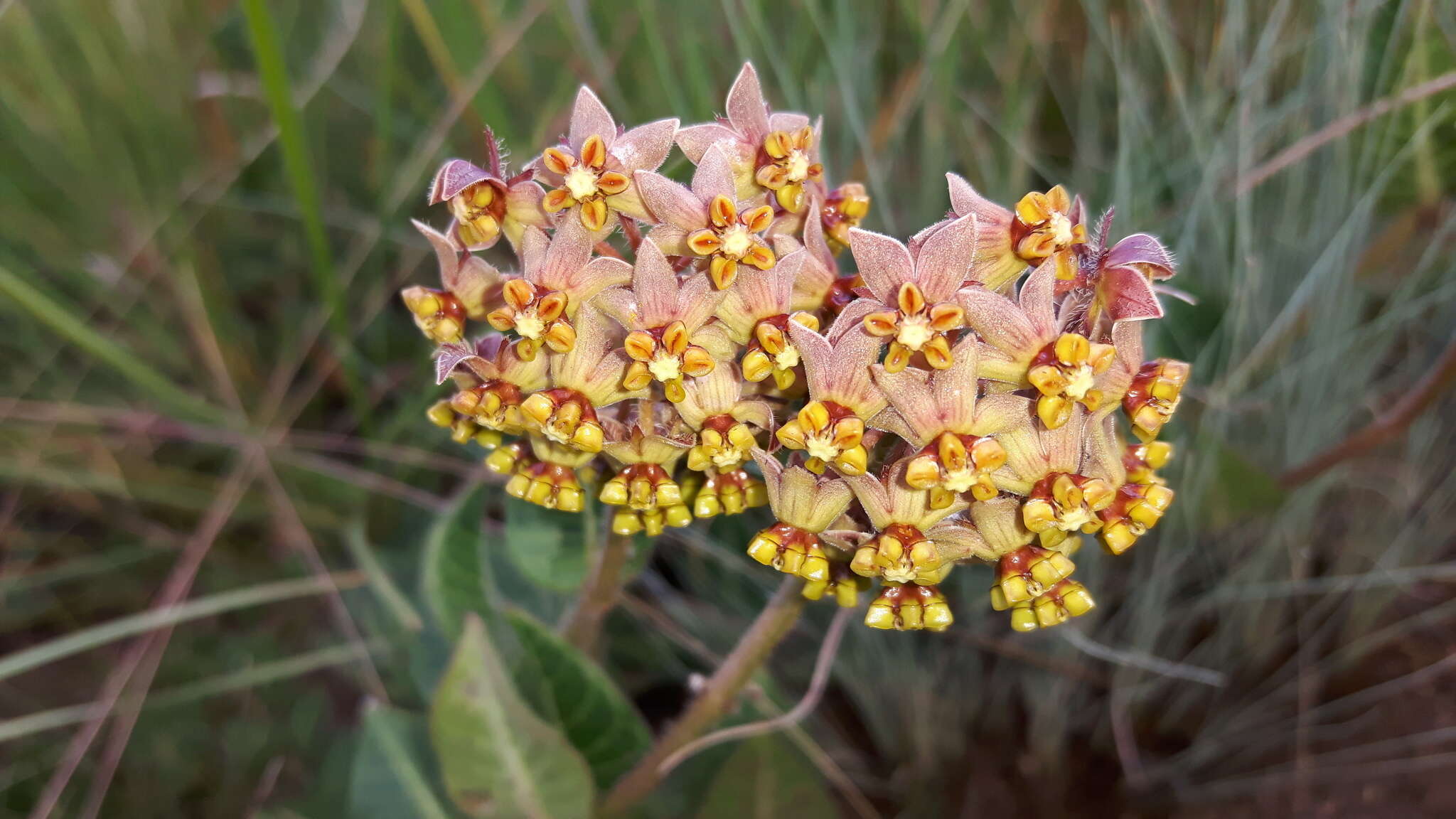 صورة Asclepias vicaria N. E. Br.