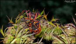 Plancia ëd Rhynocoris erythropus (Linnaeus 1767)