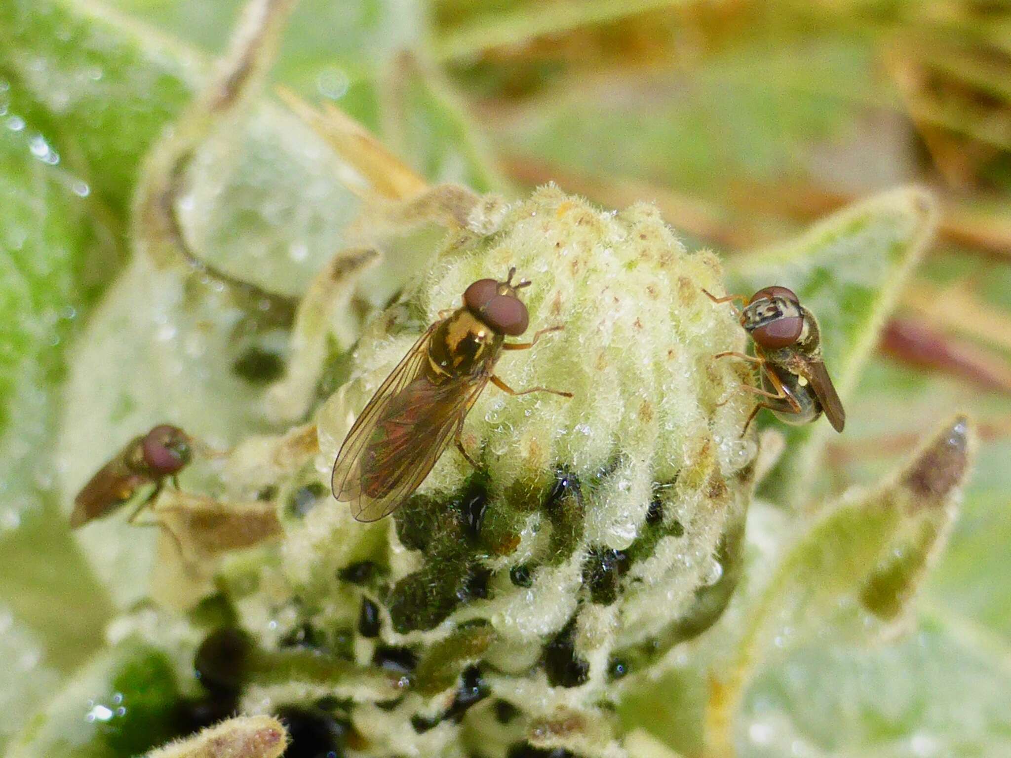 Image of Melanostoma fasciatum (Macquart 1850)