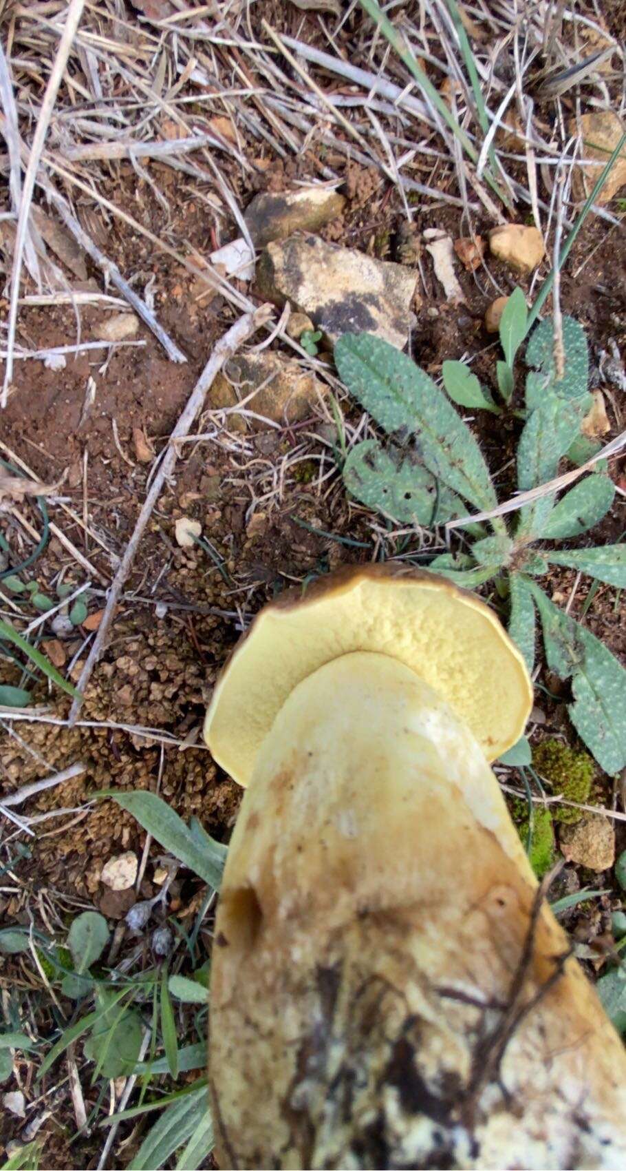 Image of Leccinellum lepidum (H. Bouchet ex Essette) Bresinsky & Manfr. Binder 2003