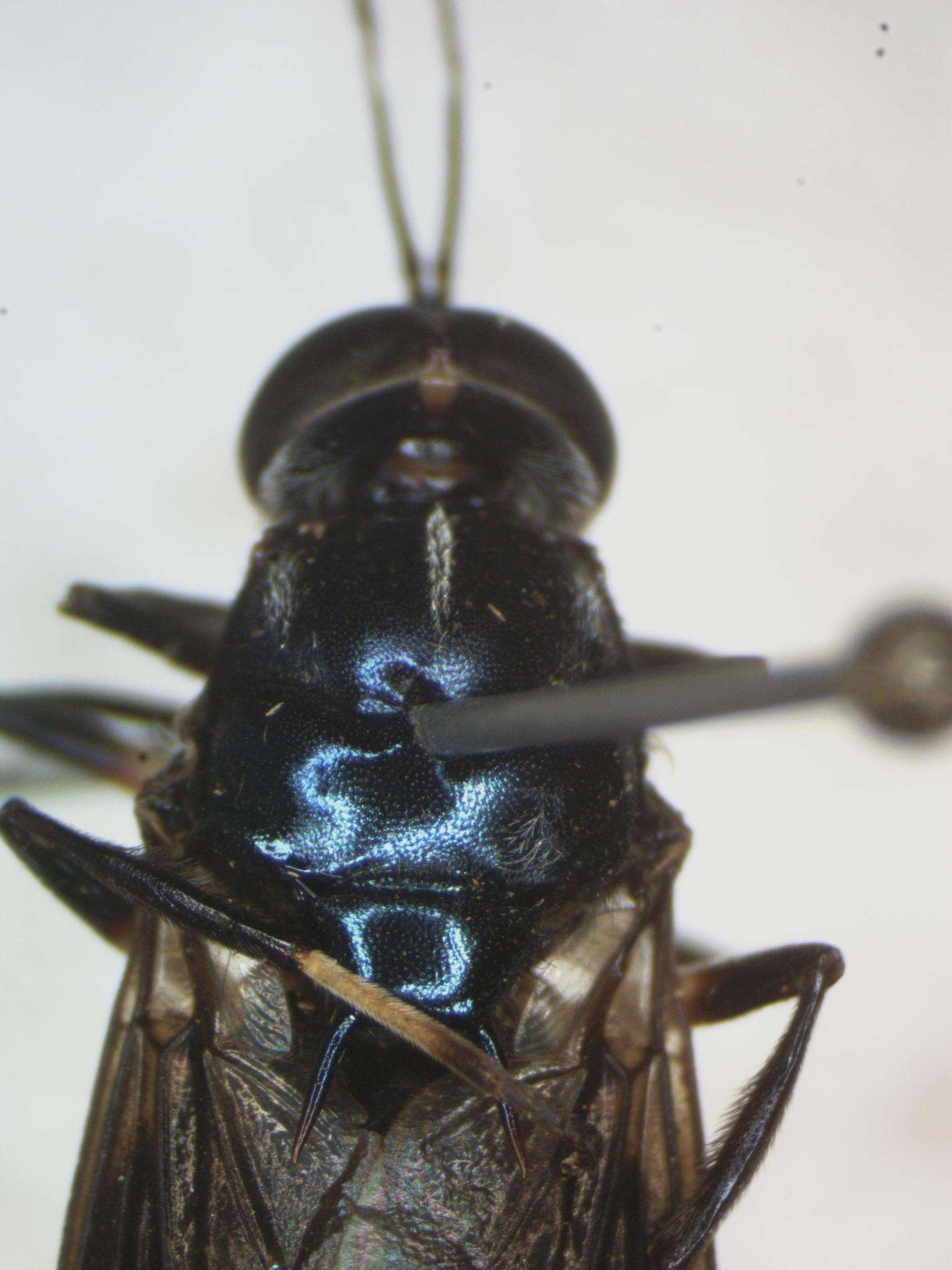 Image of Cyphomyia varipes Gerstaecker 1857