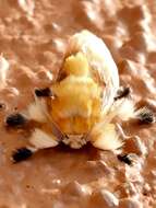 Image of Southern Flannel Moth