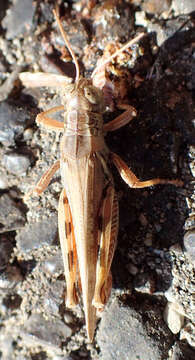 Image de Melanoplus devastator Scudder & S. H. 1878