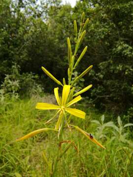 Image of Asphodeline liburnica (Scop.) Rchb.