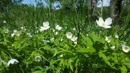 Image of Canadian anemone