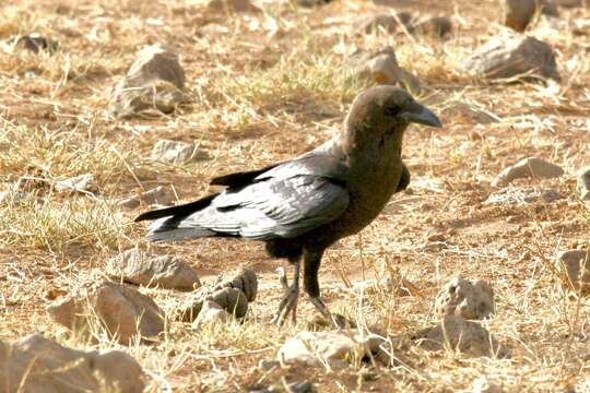 Imagem de Corvus edithae Lort Phillips 1895