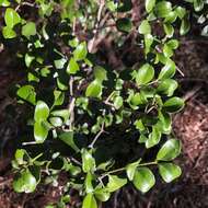 Image of Psydrax odorata subsp. buxifolia (Benth.) S. T. Reynolds