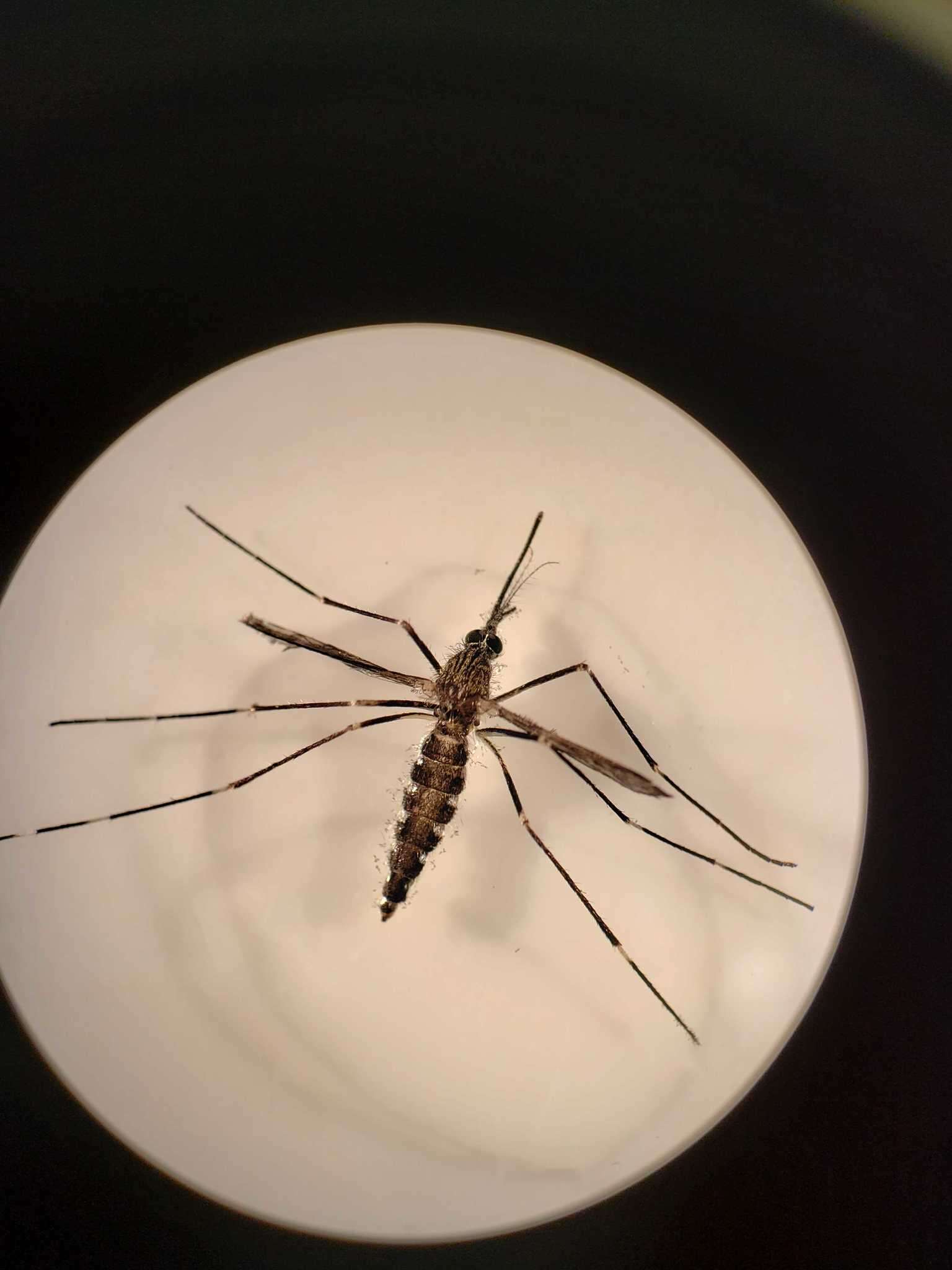 Image of Aedes japonicus (Theobald 1901)