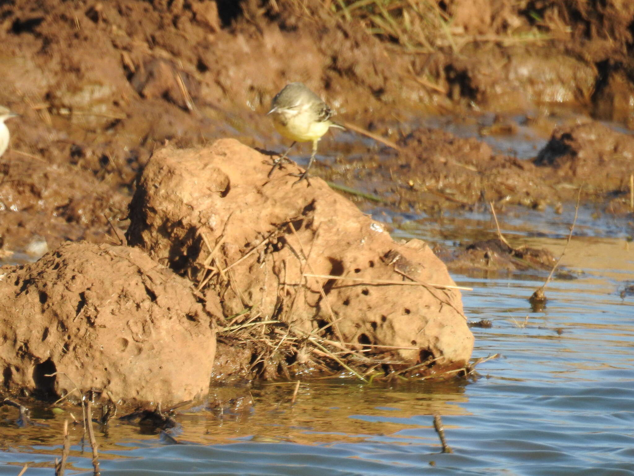 Image of Western Yellow Wagtail