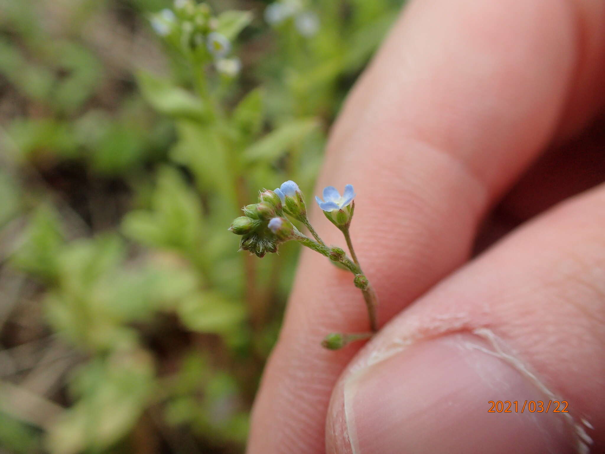 Imagem de Trigonotis peduncularis (Trevisan) Benth. ex Baker & S. Moore