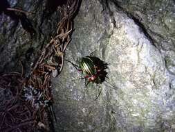 Carabus (Chrysocarabus) auronitens intercostatus Gredler 1854 resmi