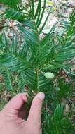 Image of Cephalotaxus harringtonii var. wilsoniana (Hayata) Kitam.