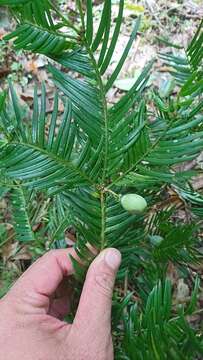 Sivun Cephalotaxus harringtonii var. wilsoniana (Hayata) Kitam. kuva