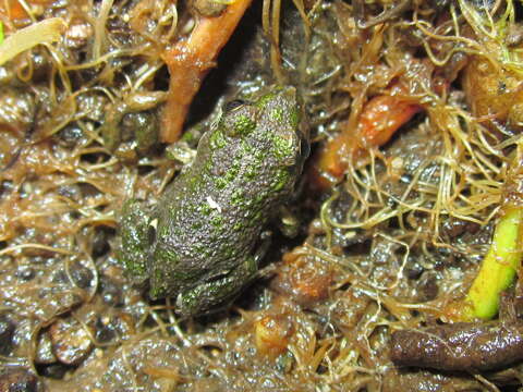 Image of Chile Four-eyed Frog