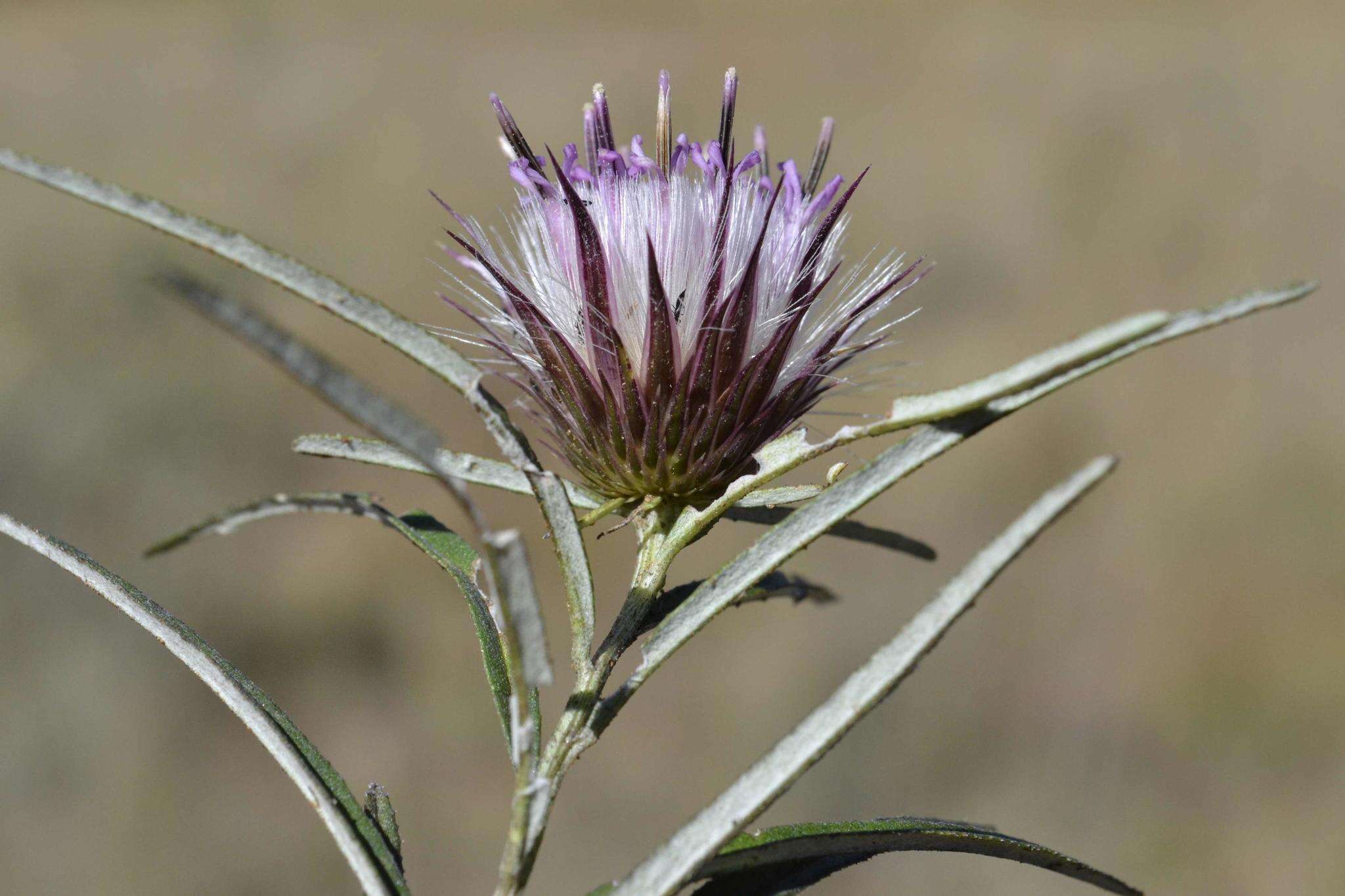 Image of Dicoma anomala subsp. anomala