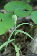 Слика од Fritillaria orientalis Adams