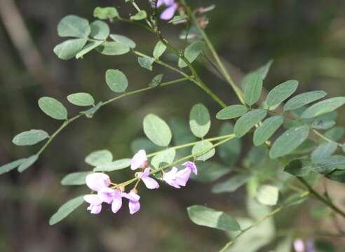 Слика од Indigofera australis Willd.