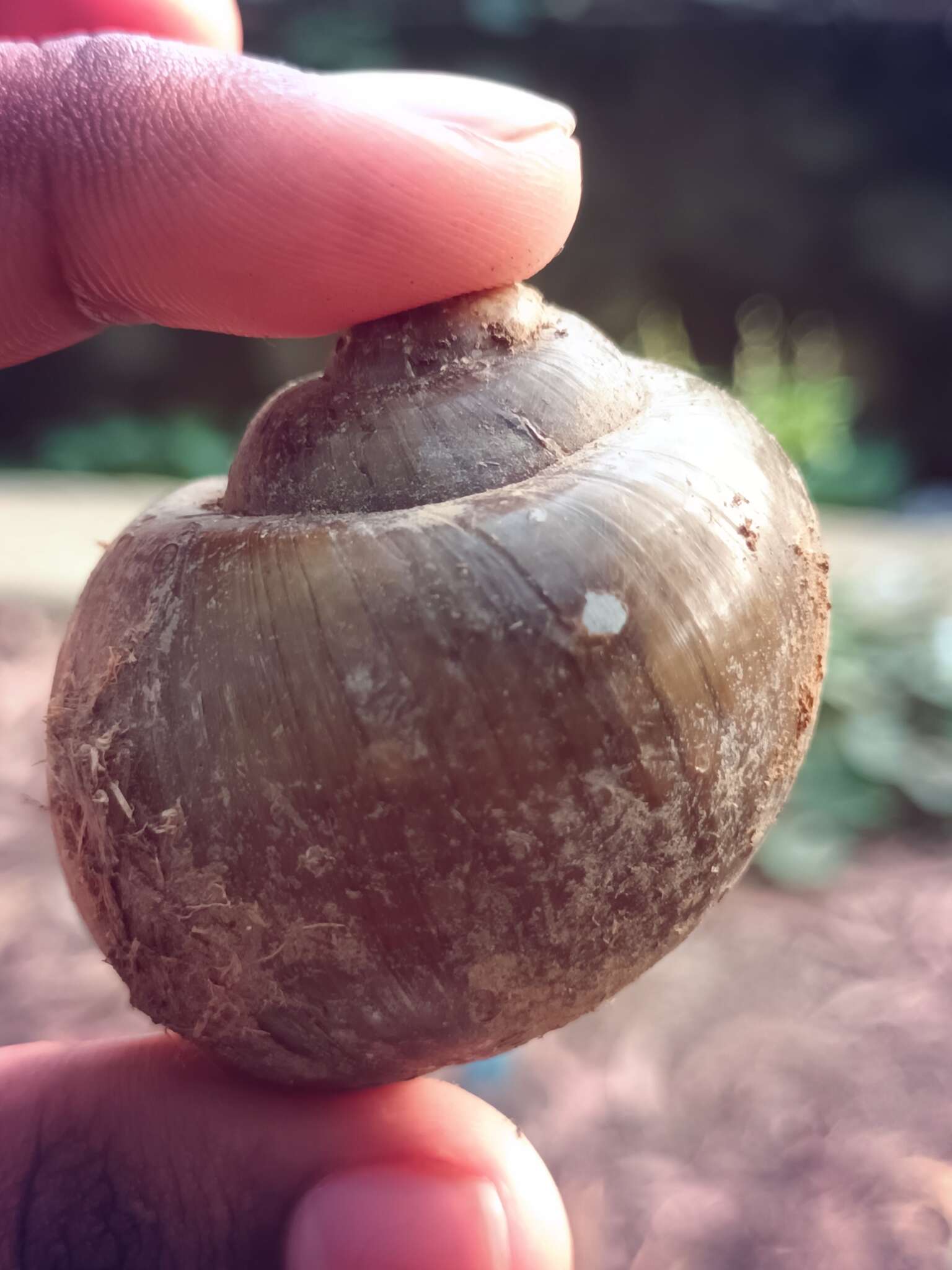 Image of Apple snail