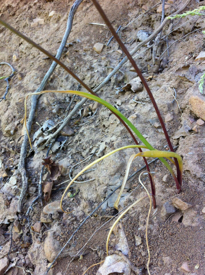 Sivun Allium acuminatum Hook. kuva