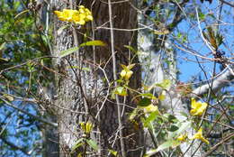 Image of Rankin's trumpetflower