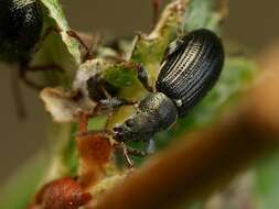 Plancia ëd Phyllobius (Parnemoicus) viridicollis (Fabricius 1792)