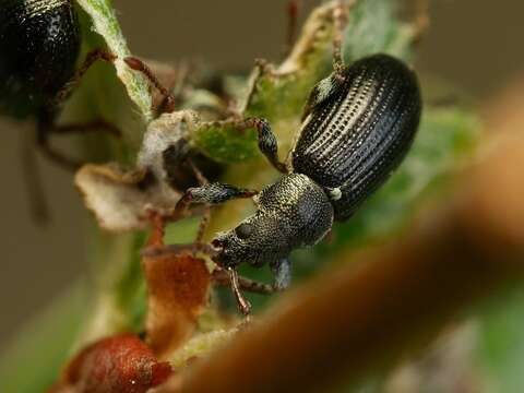 Image of Green Nettle Weevil