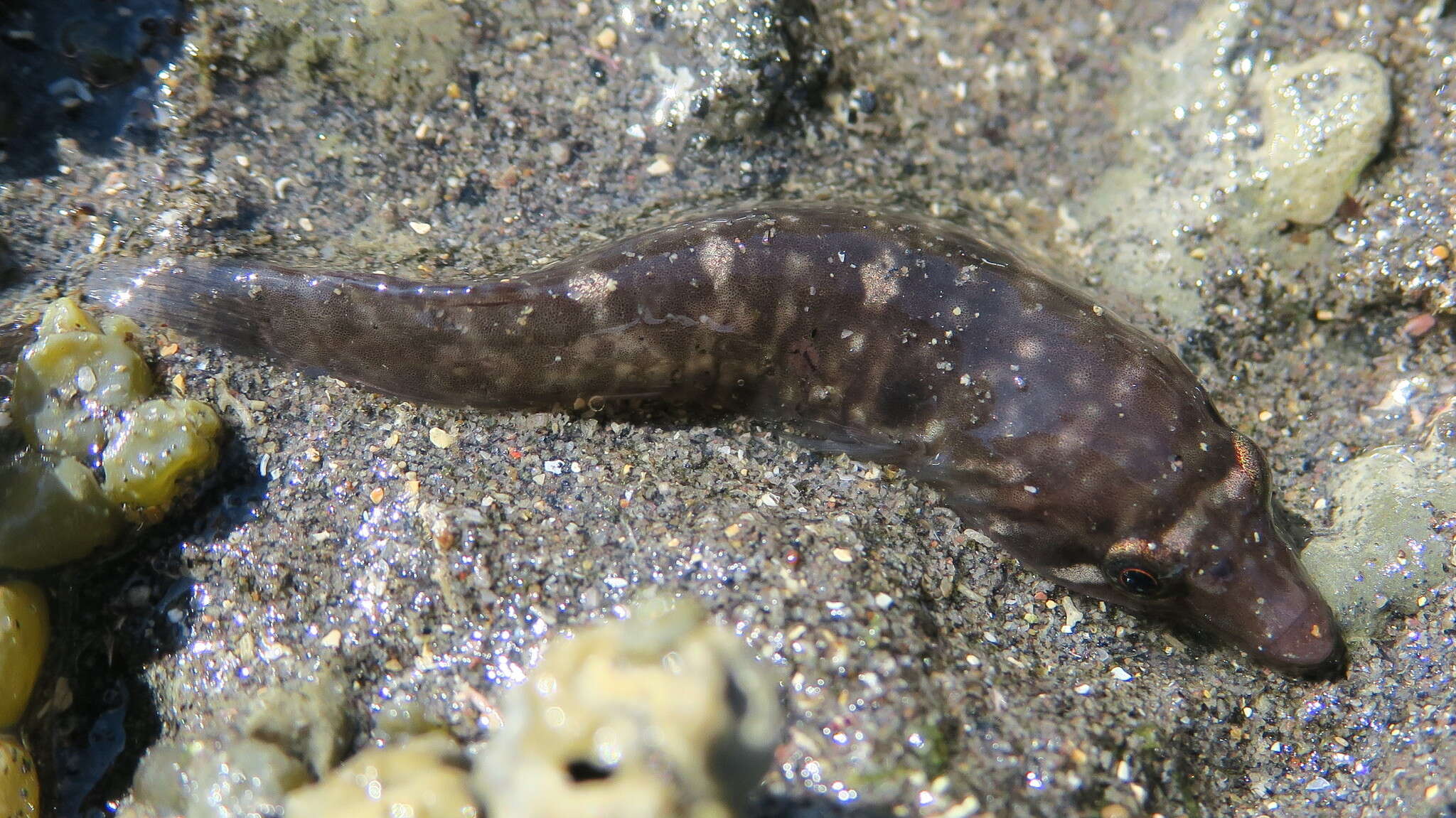 Image of New Zealand urchin clingfish