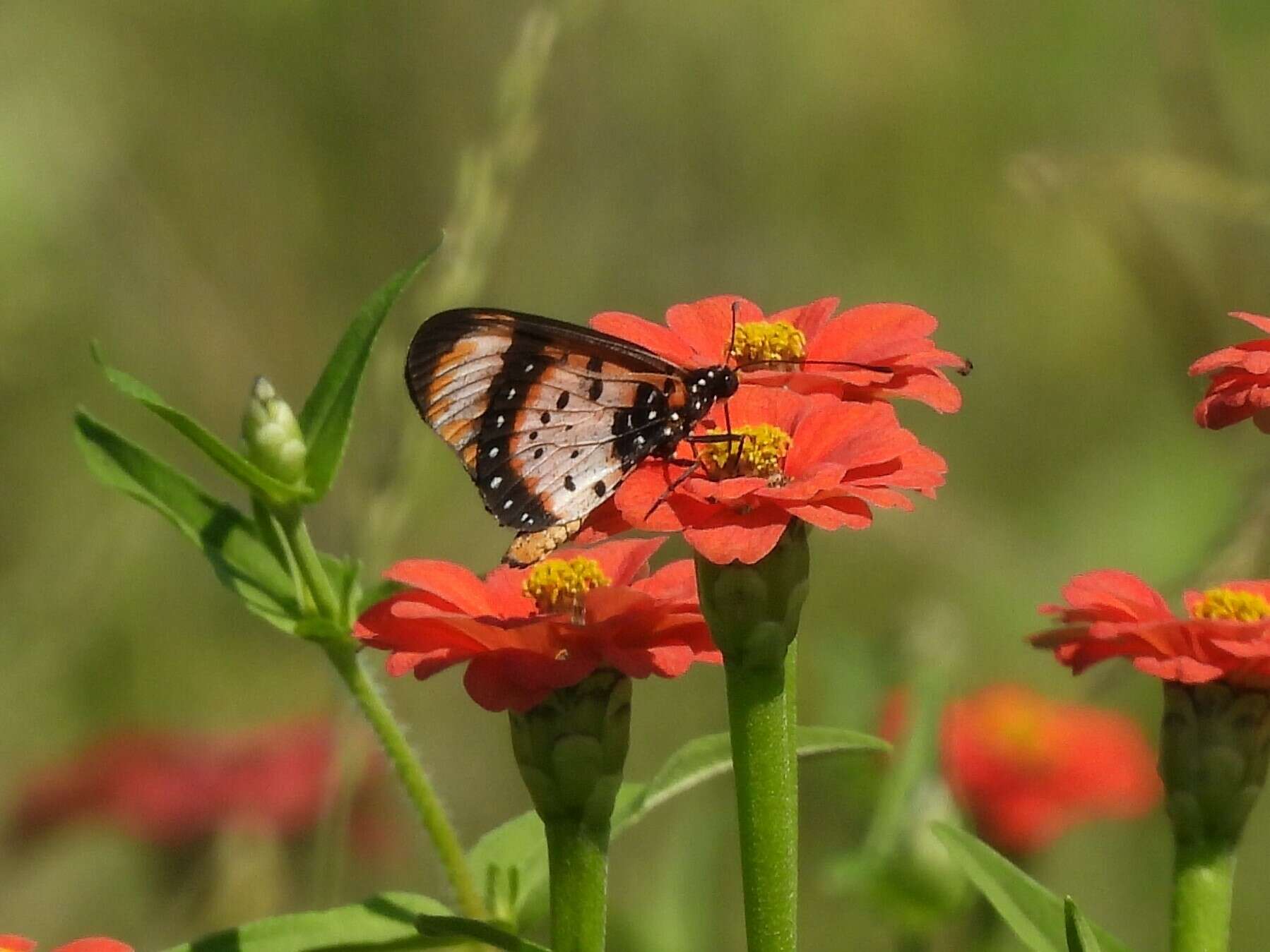 Image de Acraea acara Hewitson 1865