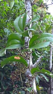 Image of Smilax aspericaulis Wall. ex A. DC.