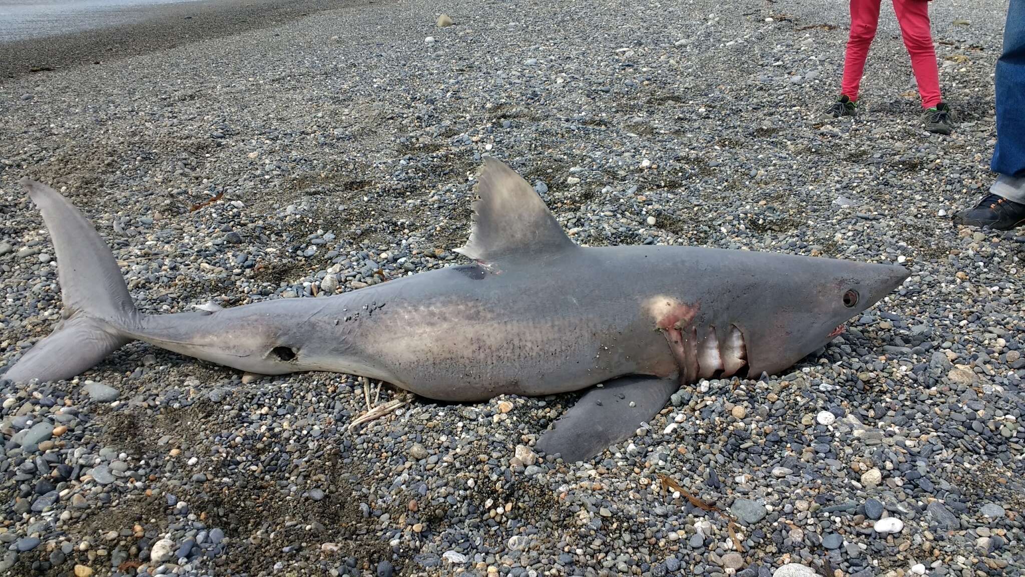 Image of mackerel sharks