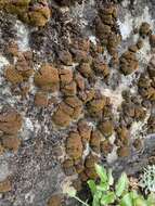 Image of grimmia dry rock moss