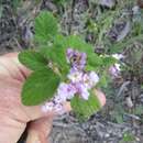 Image of Lantana caatingensis Moldenke