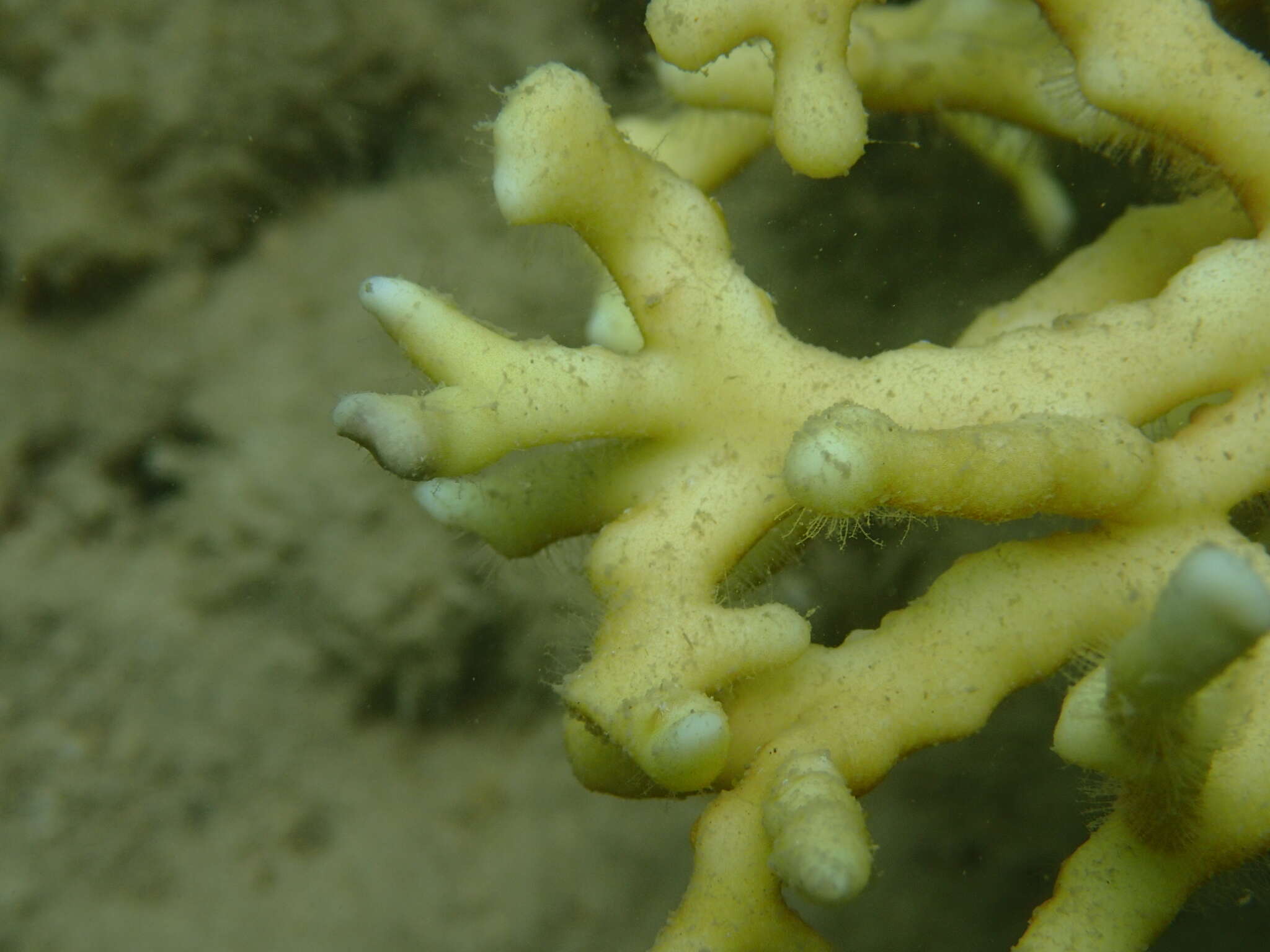 Image of Millepora intricata Milne Edwards 1860