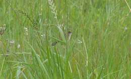 Image of Cisticola juncidis terrestris (Smith & A 1842)