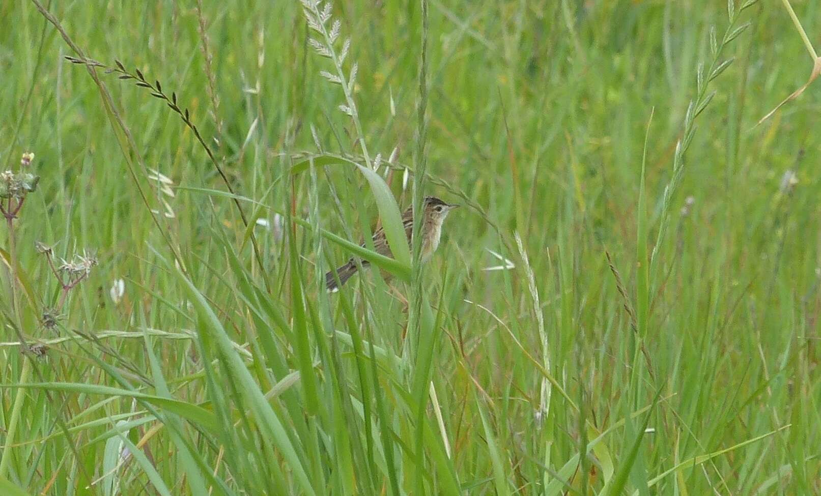 Image of Cisticola juncidis terrestris (Smith & A 1842)