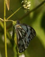 Image of Belenois gidica (Godart (1819))