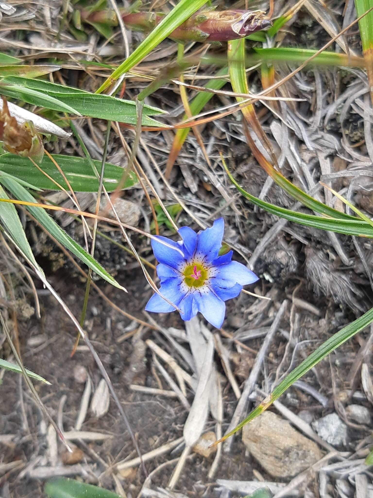 صورة Gentiana arisanensis Hayata