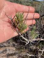 Image of scabland sagebrush