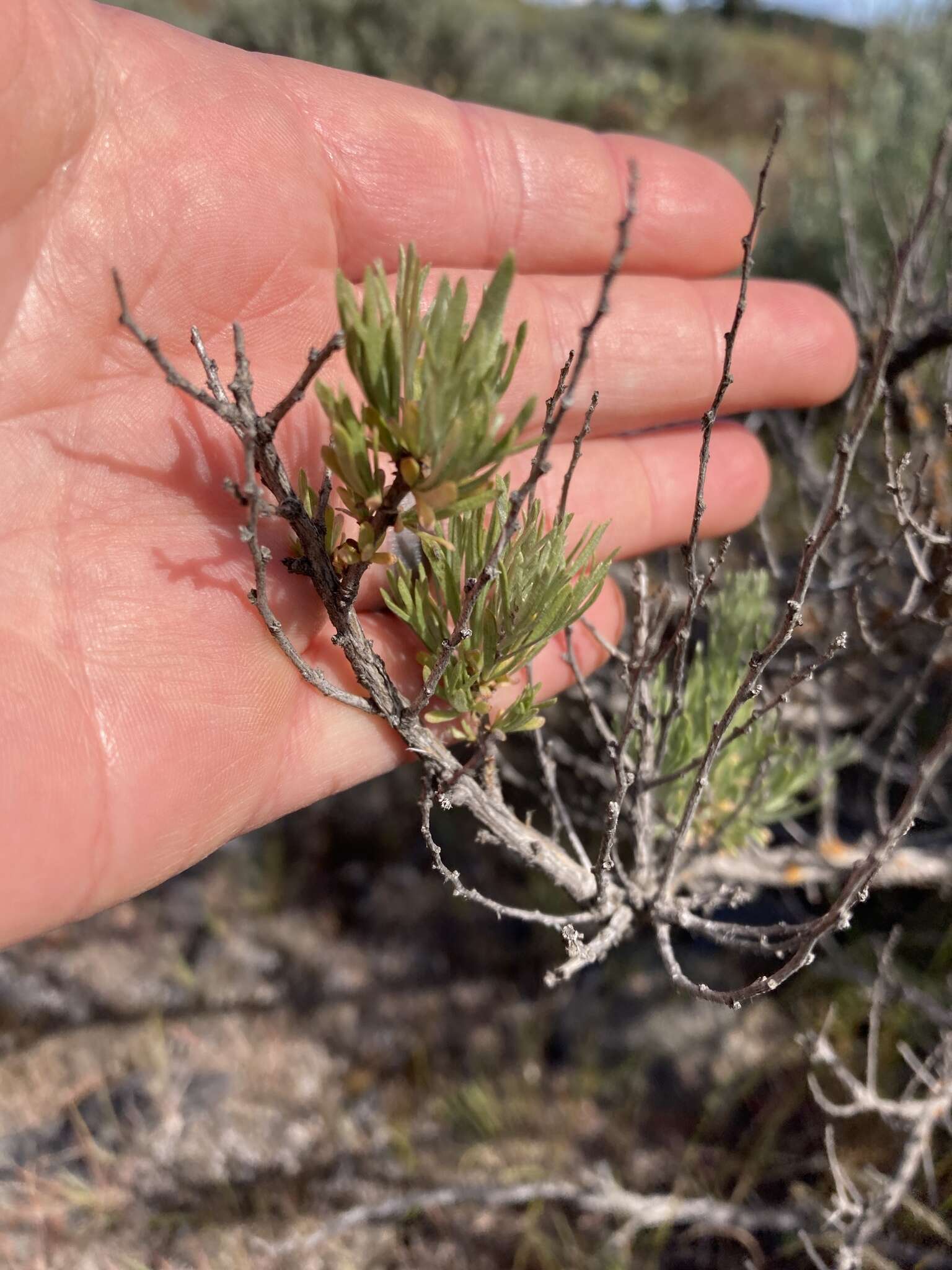 Sivun Artemisia rigida (Nutt.) A. Gray kuva