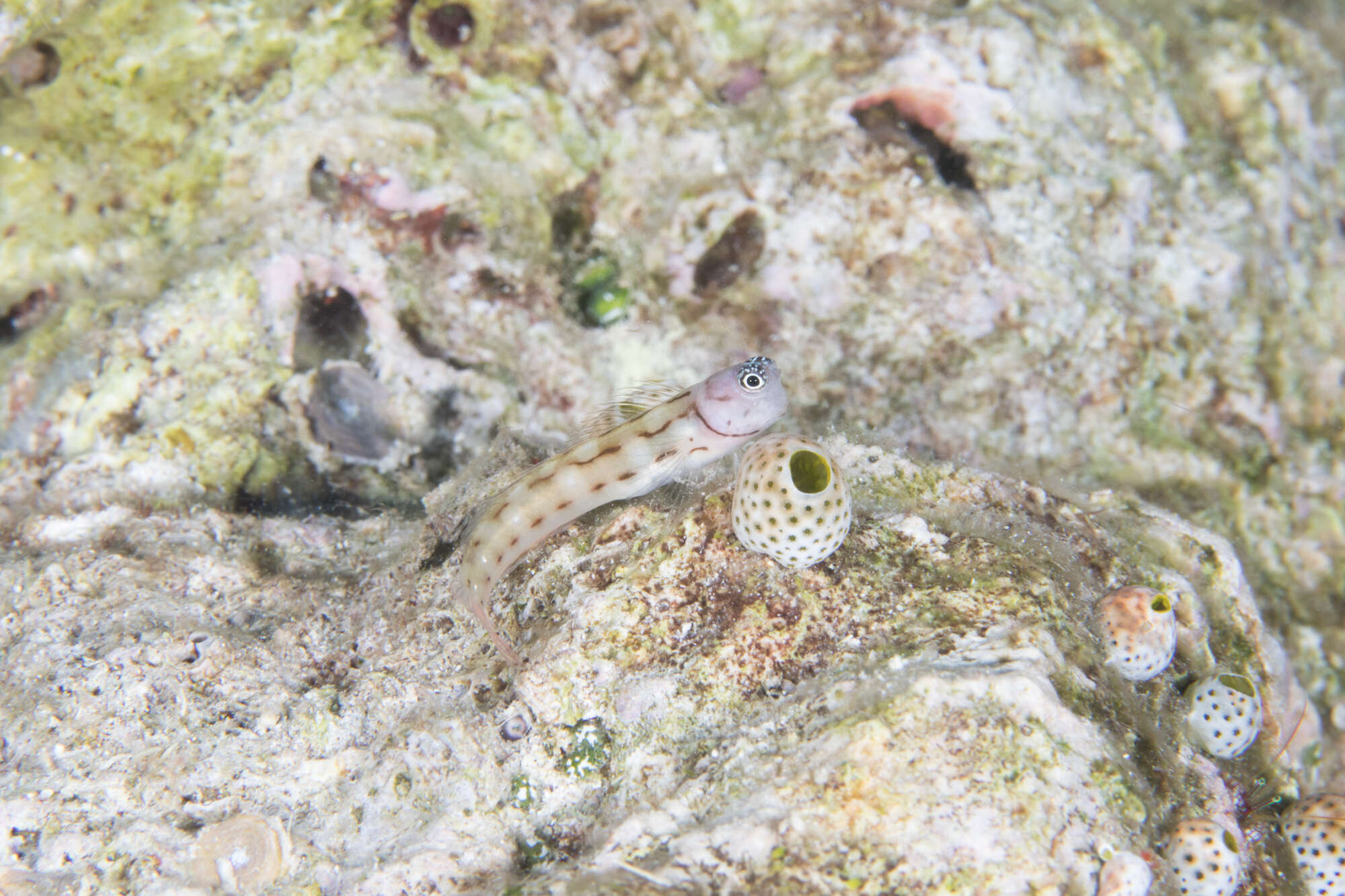 Image of Three-lined Blenny