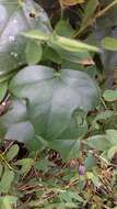Image of Passiflora eglandulosa J. M. Mac Dougal