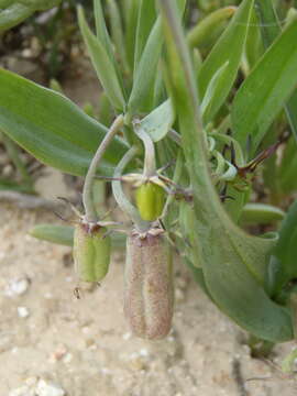 Image of Ornithoglossum viride (L. fil.) Dryand. ex W. T. Aiton