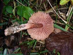 Image of Laccaria laccata var. affinis Singer