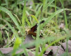 Image of Anartia amathea Linnaeus 1758