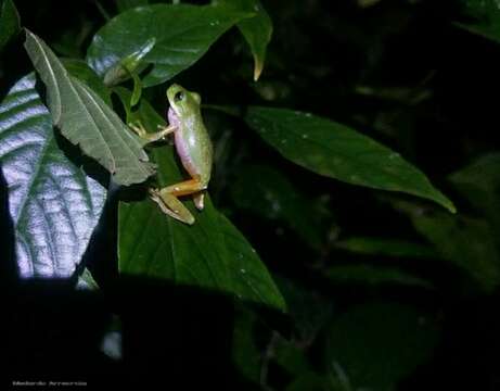 Image of Sierra Juarez Brook Frog