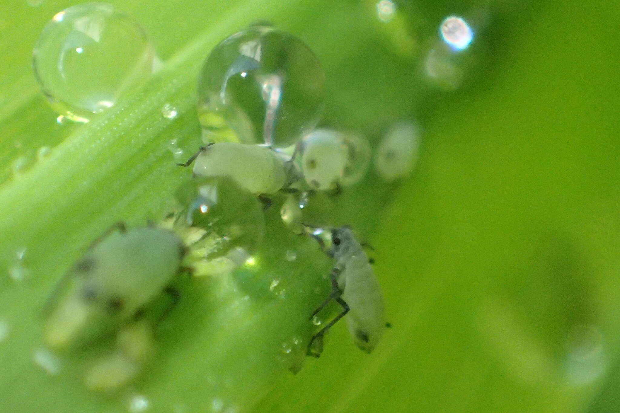 Image of Corn leaf aphid