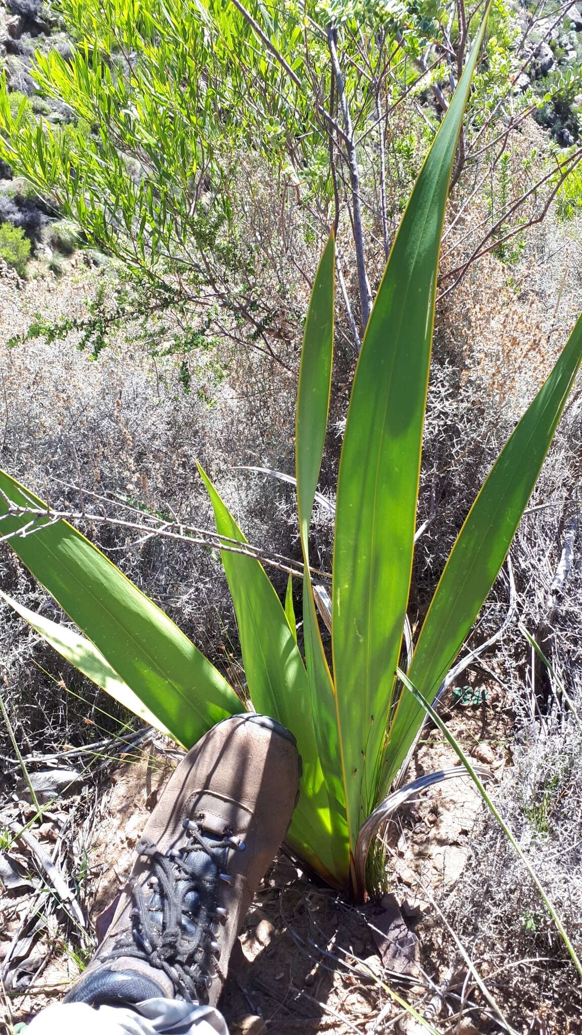 Imagem de Watsonia vanderspuyae L. Bolus