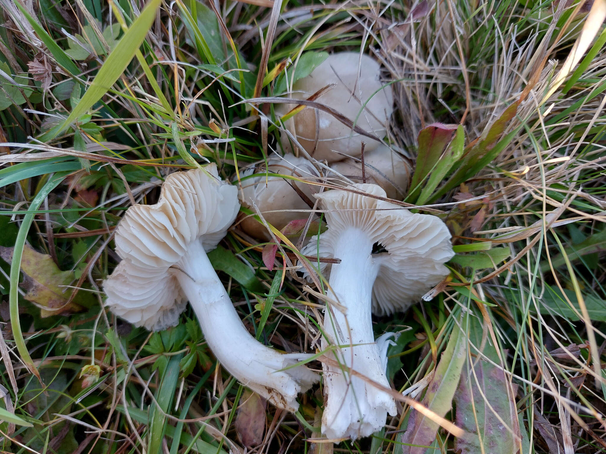 Image de Cuphophyllus fornicatus (Fr.) Lodge, Padamsee & Vizzini 2013