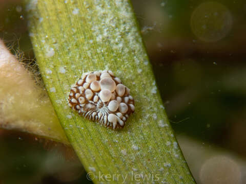 Image of Bunodeopsis globulifera (Duchassaing 1850)